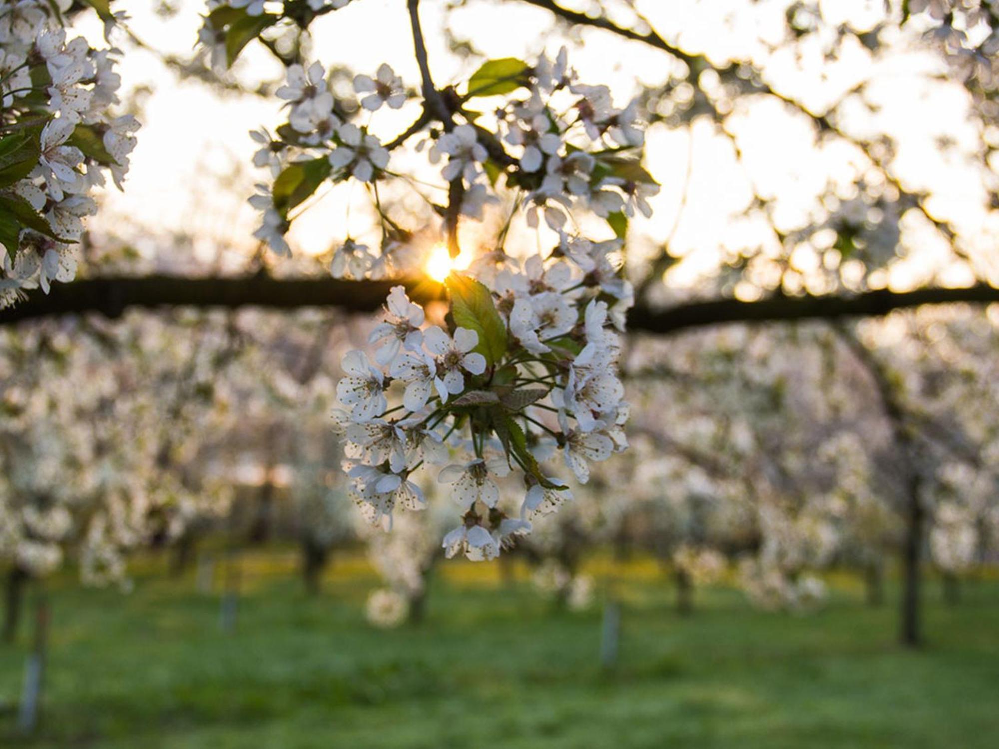Paradieshof Lautenbach ภายนอก รูปภาพ
